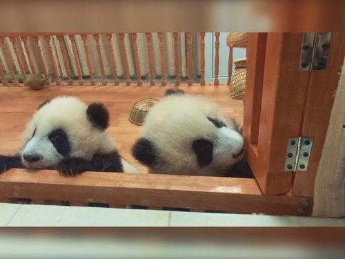 大熊猫可爱视频